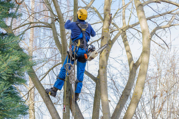 Best Stump Grinding and Removal  in Valencia, NM